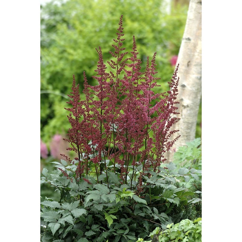 Astilbe "Arendsii Etna", 6-Pack