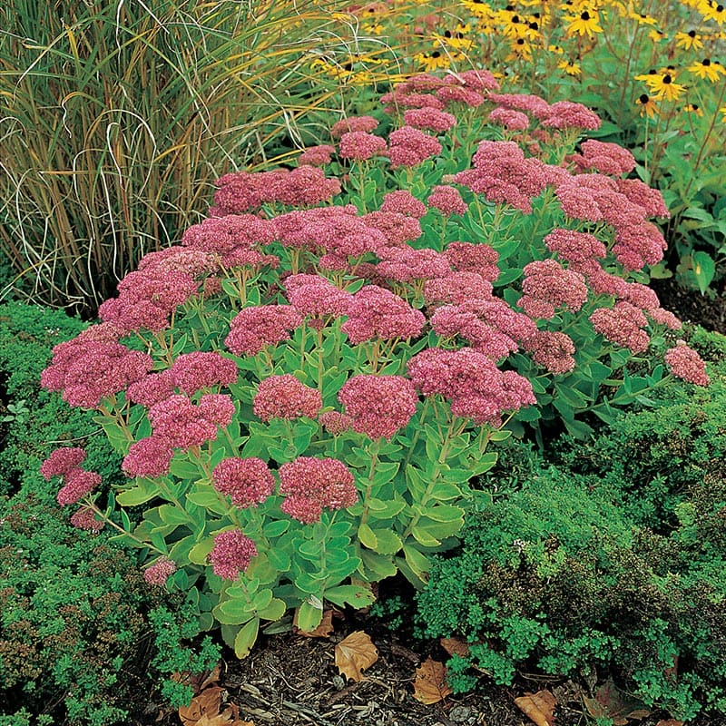 Kärleksört "Herbstfreude", 6-Pack