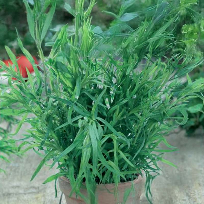 Venäläinen rakuuna