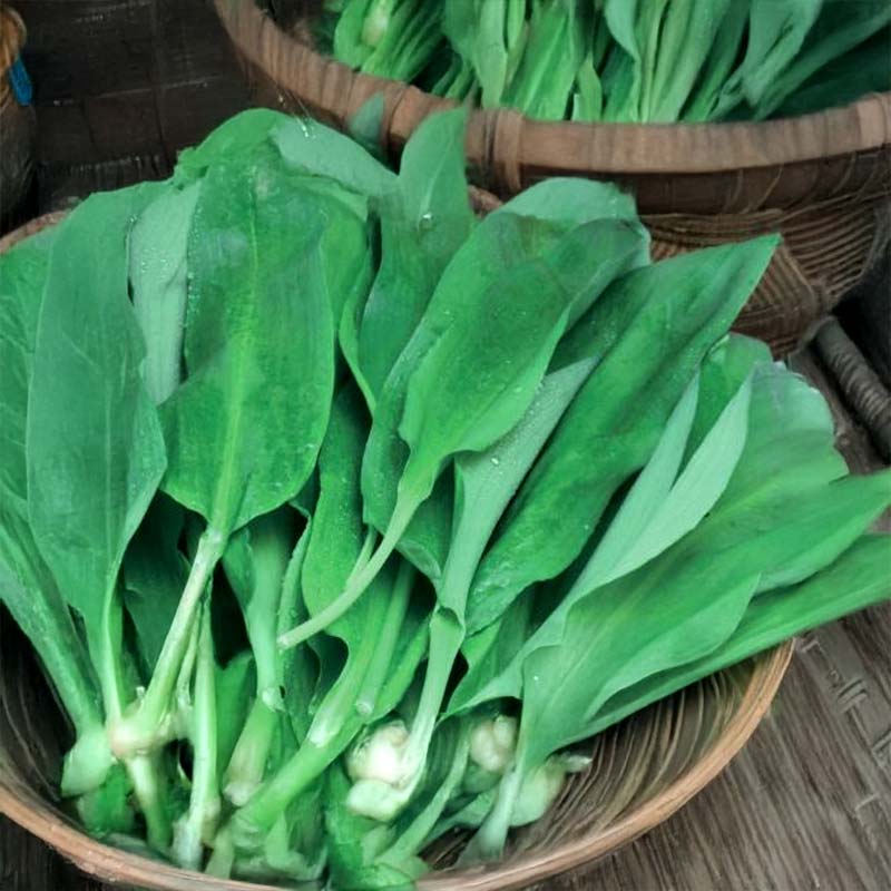 Karhunlaukka 'Forest Floor'