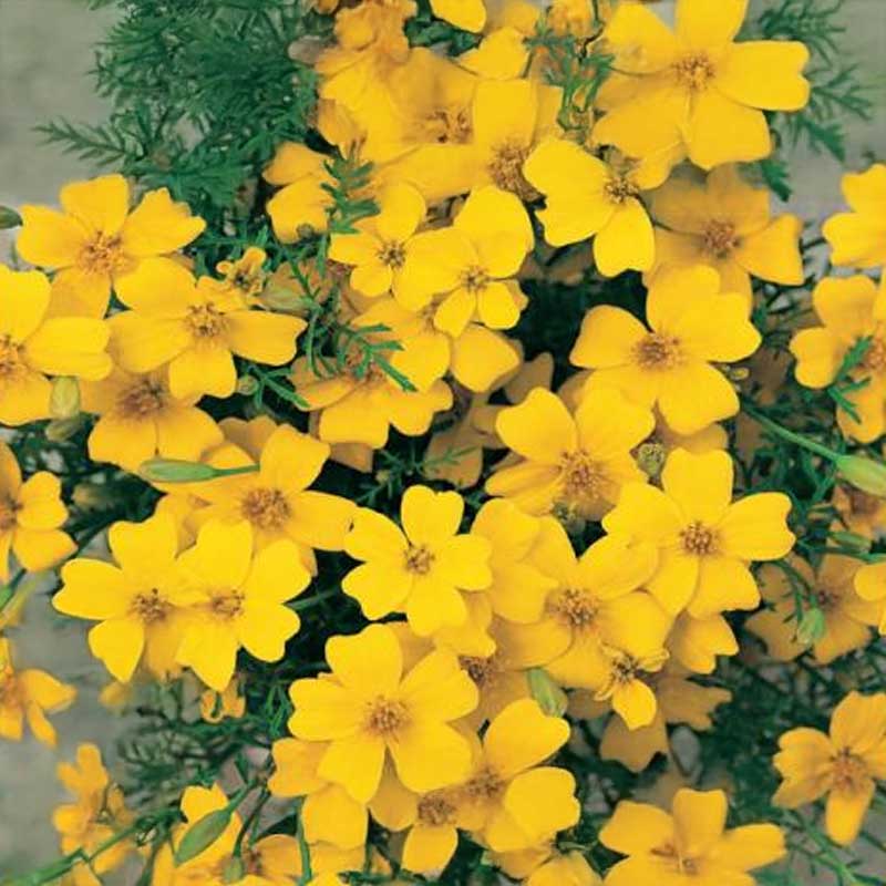 Kääpiösamettikukka 'Lemon Gem'
