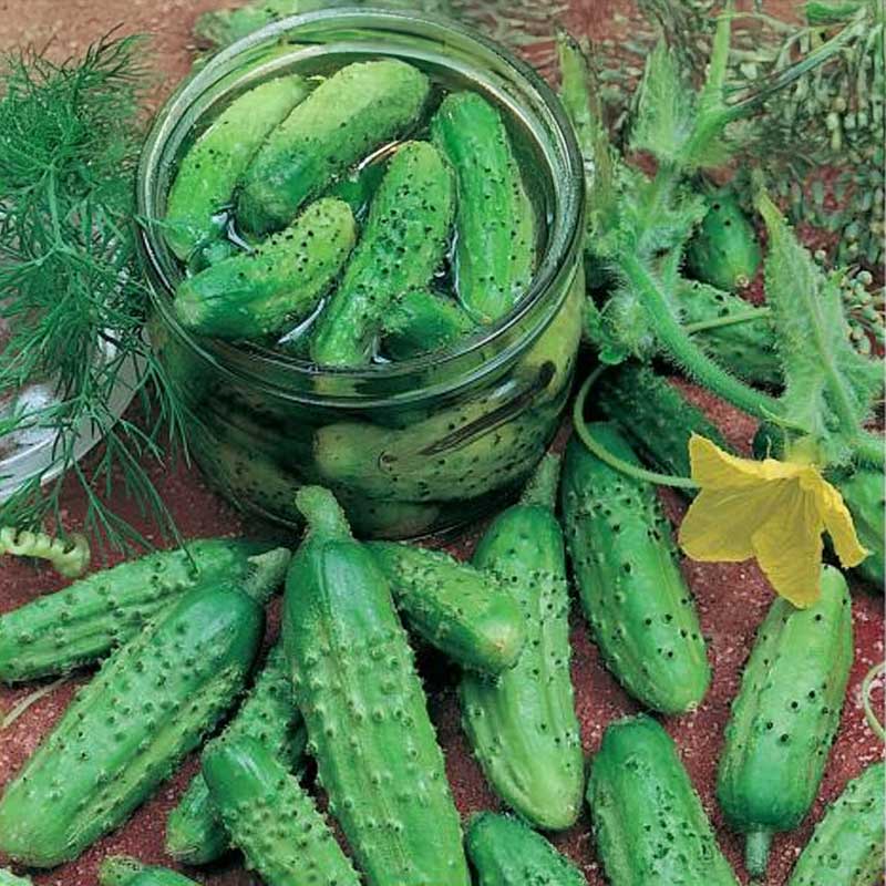 Avomaankurkku 'Vorgebirgstrauben'