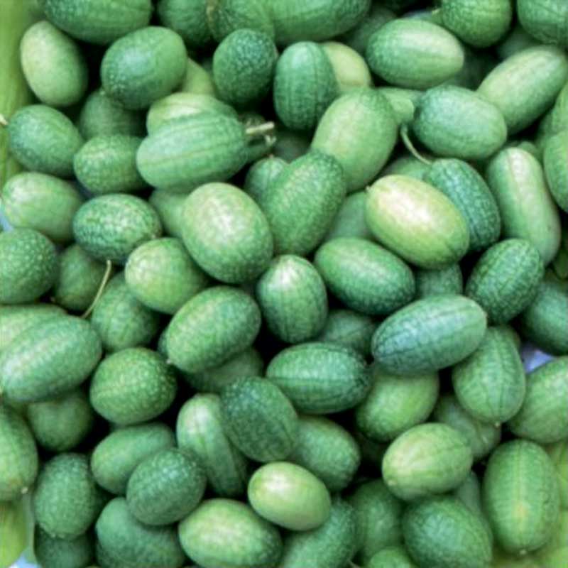 Meksikolainen minikurkku 'Sandia'