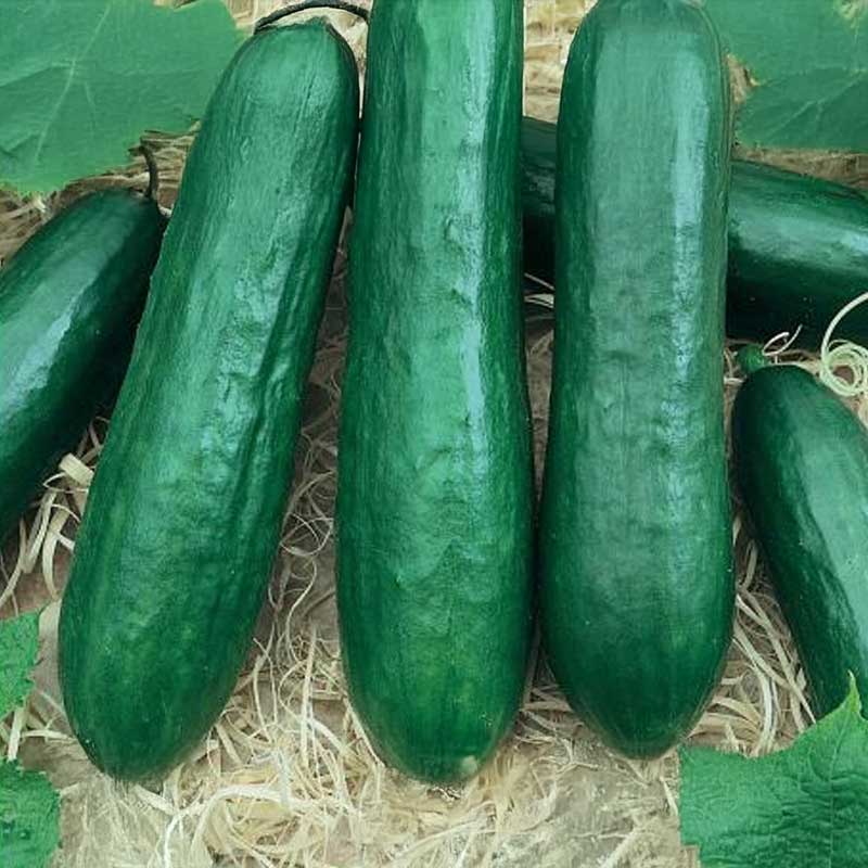 Salaattikurkku 'Silor' F1