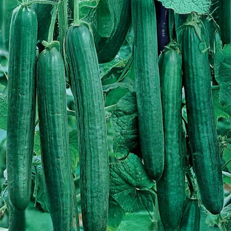 Salaattikurkku 'Euphya' F1