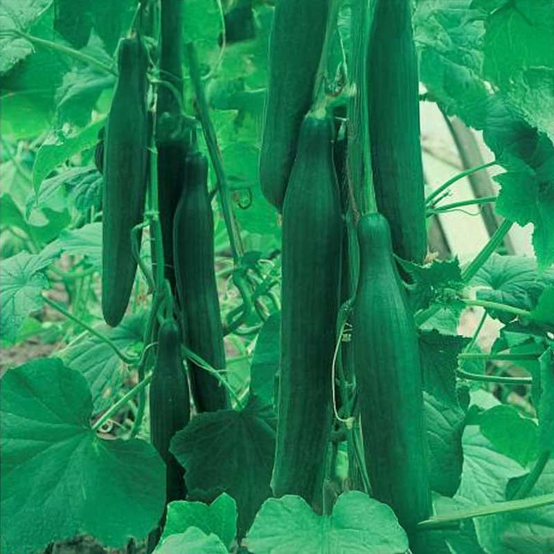 Salaattikurkku 'Saladin' F1