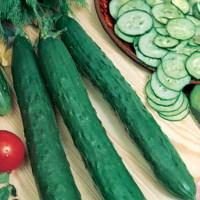 Salaattikurkku 'Burpless Tasty Green' F1