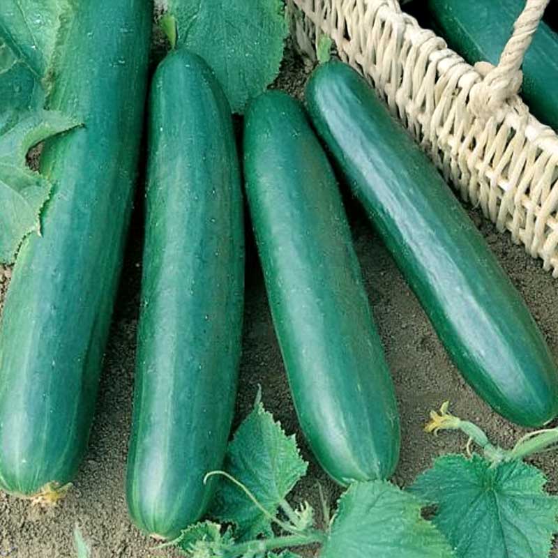 Salaattikurkku 'Konsa' F1