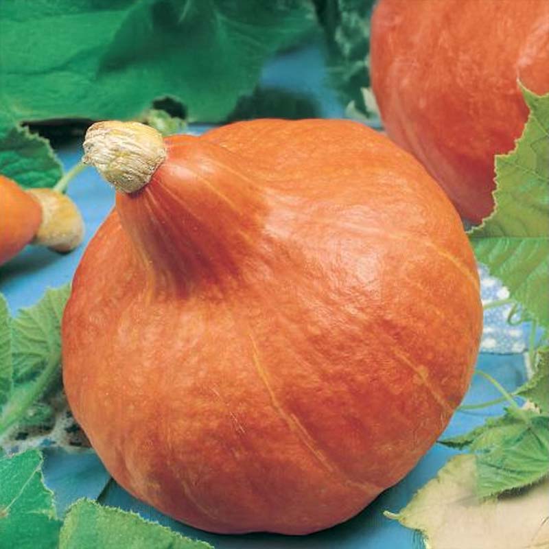 Jättikurpitsa 'Uchiki Kuri'