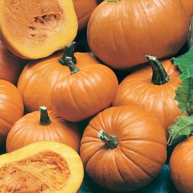 Öljykurpitsa 'Baby Bear'