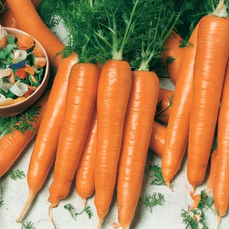 Kesäporkkana 'Rotin'