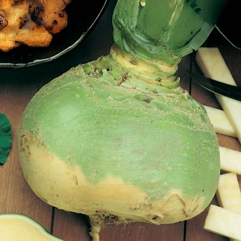 Naapuri 'Gelbe Wilhelmsburger'