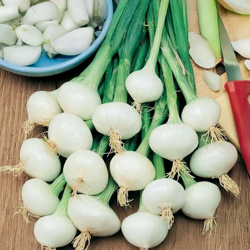 Sipuli 'De Vaugirard'