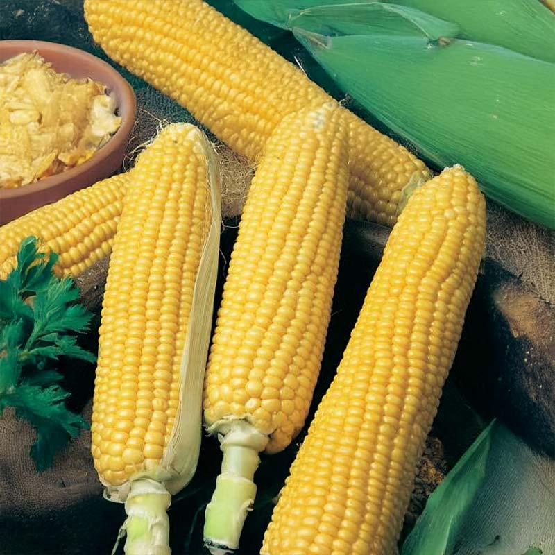 Makea maissi 'Sweet Nugget' F1