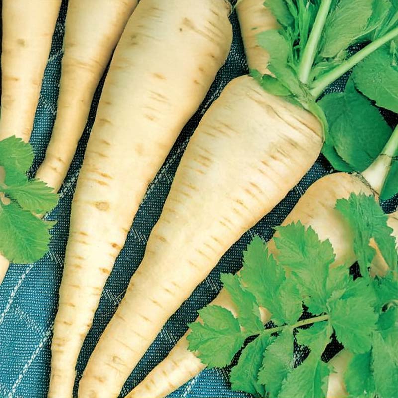 Palsternakka 'Halblange'