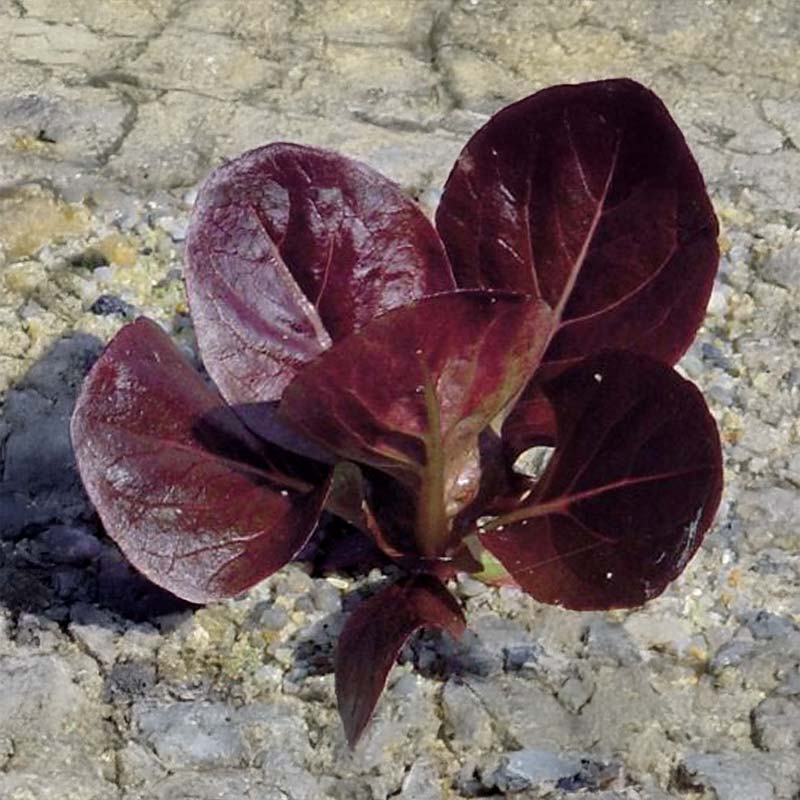 Roomansalaatti 'Ovired'