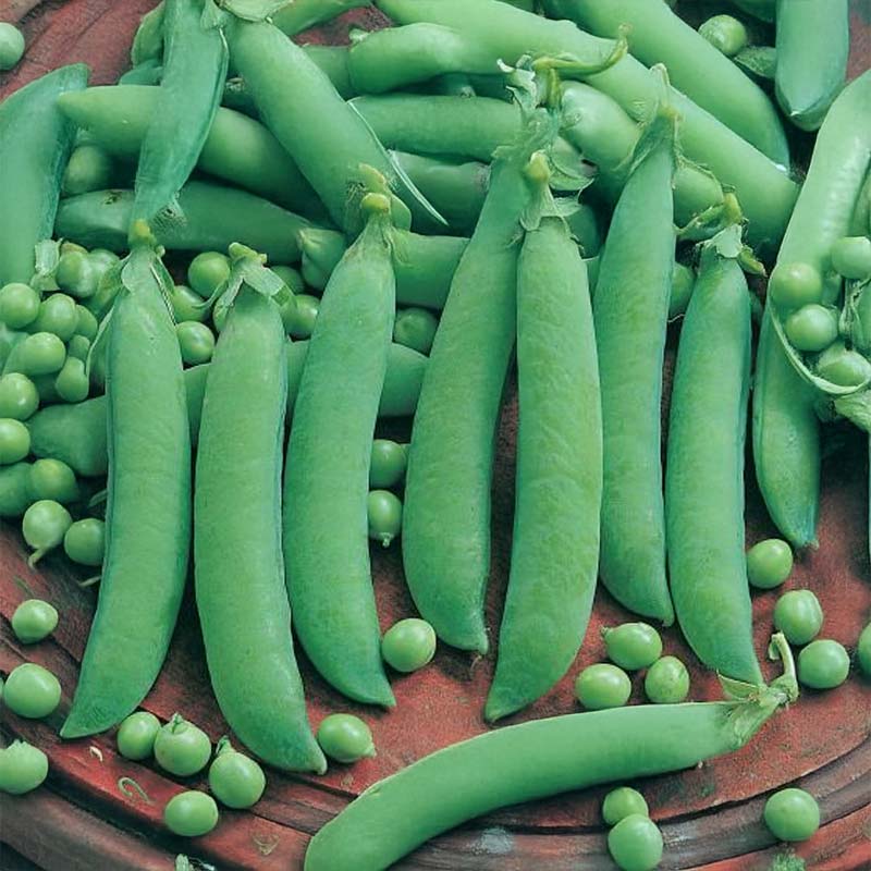 Kuorimisherne 'Frühe Harzerin'