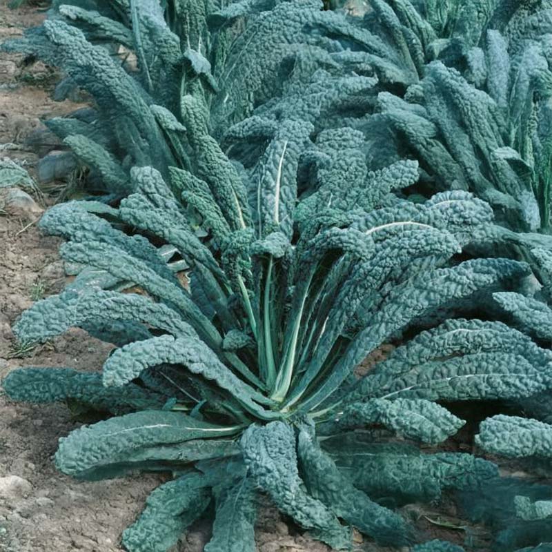 Mustakaali 'Nero di Toscana'