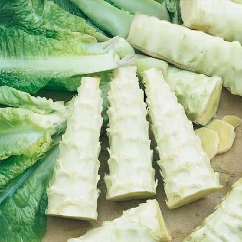 Varttunut salaatti 'Celtuce'