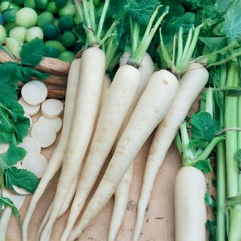 Kiinanretikka 'Minowase Summer Cross No. 3' F1