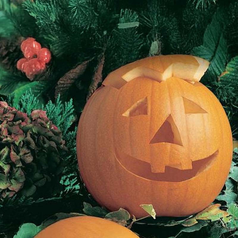 Öljykurpitsa 'Jack O’Lantern'