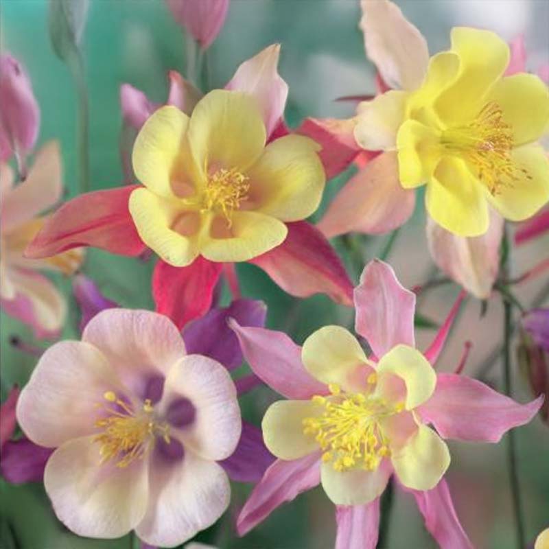 Akileija 'Merry Mix'