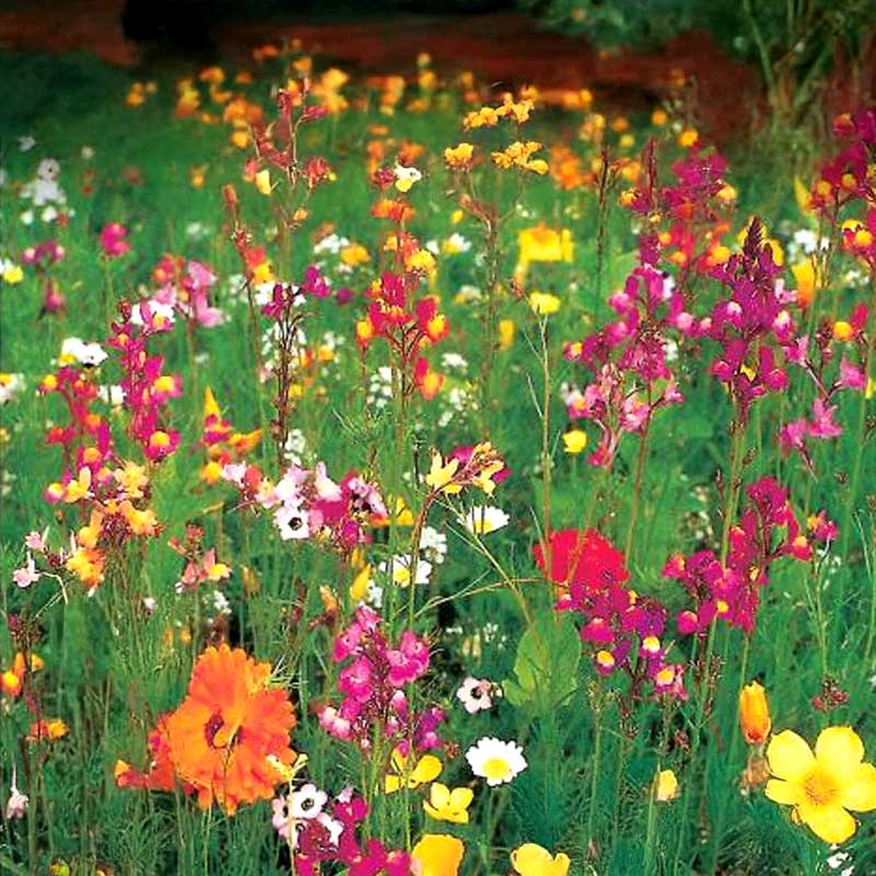 Kukkaseos '1001 Yön Unelma'