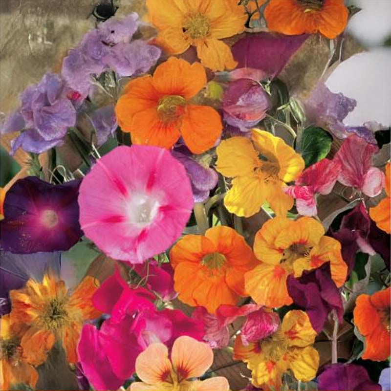 Kukkaseos Köynnöskasvit