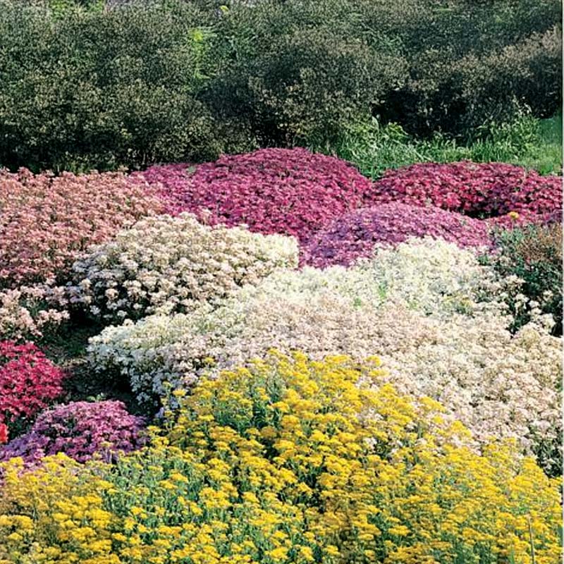 Kukkaseos Kivikkopuutarha