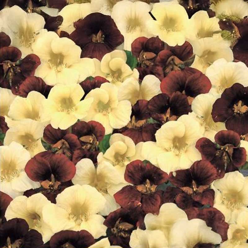 Koristekrassi 'Night & Day'