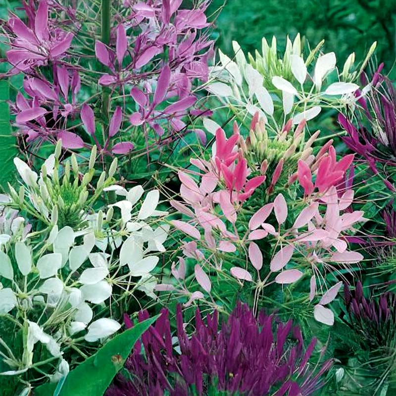 Paratiisikukka 'Spider'