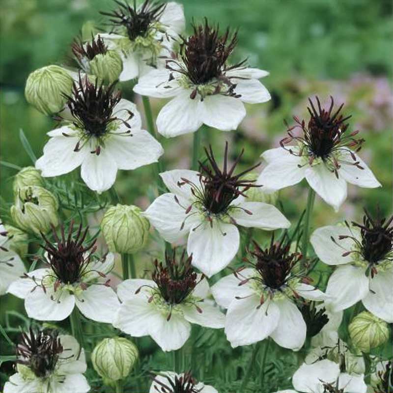 Neidonkukka 'African Bride'