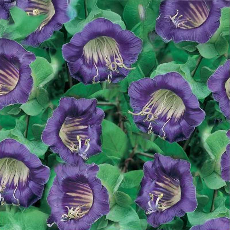 Kelloköynnös 'Viola'