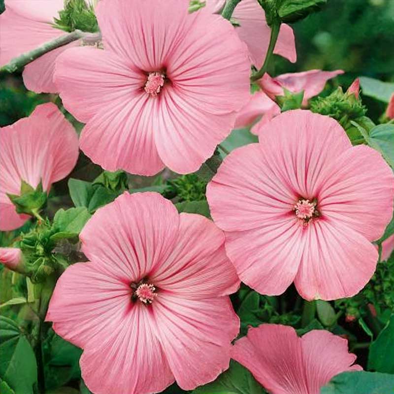 Malva 'Silver Cup'