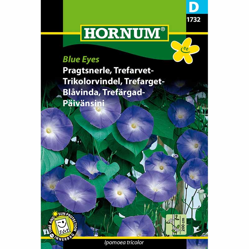 Kolmivärinen aamukukka 'Blue Eyes'