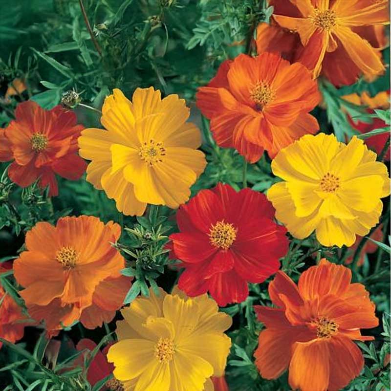 Kosmoskukka 'Sonata Gold'