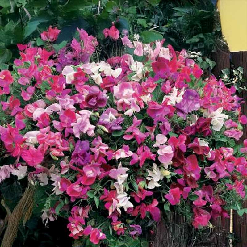 Tuoksuherne 'Smell of Summer'