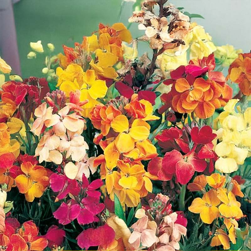 Iltakukinto 'Chupado'