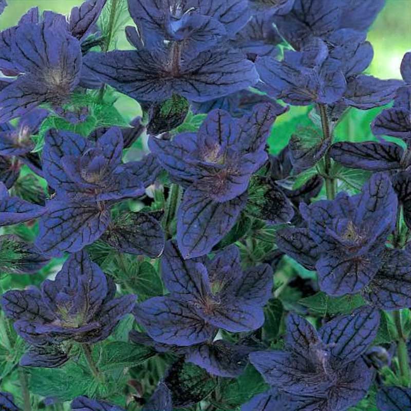 Harmaaminttu 'Blue Monday'