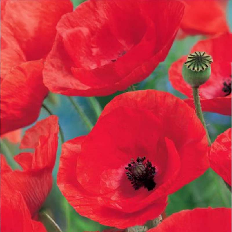 Unikko 'Summerdream'