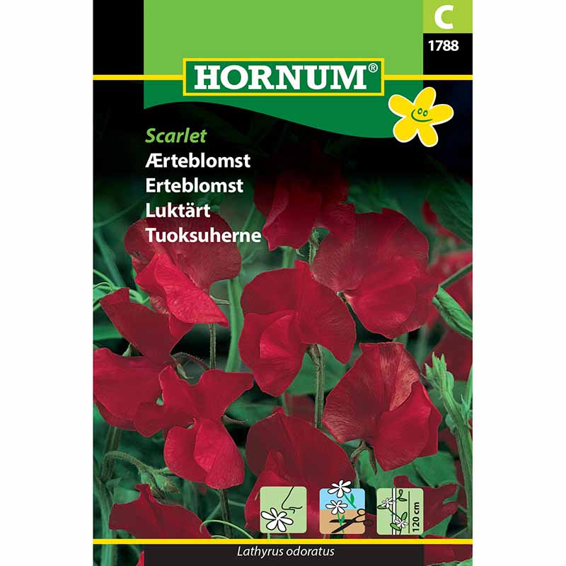 Tuoksuherne 'Scarlet'