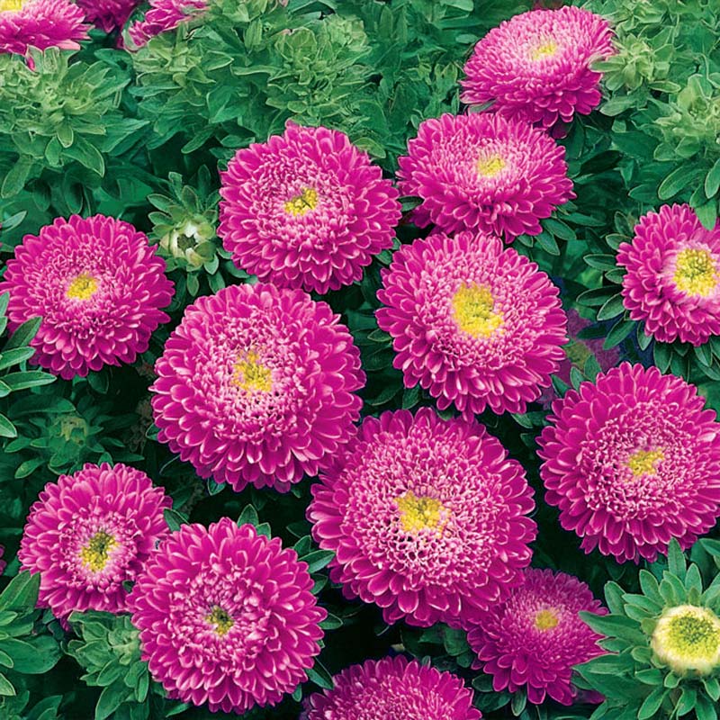 Pomponasteri 'Sidonia Light Violet'