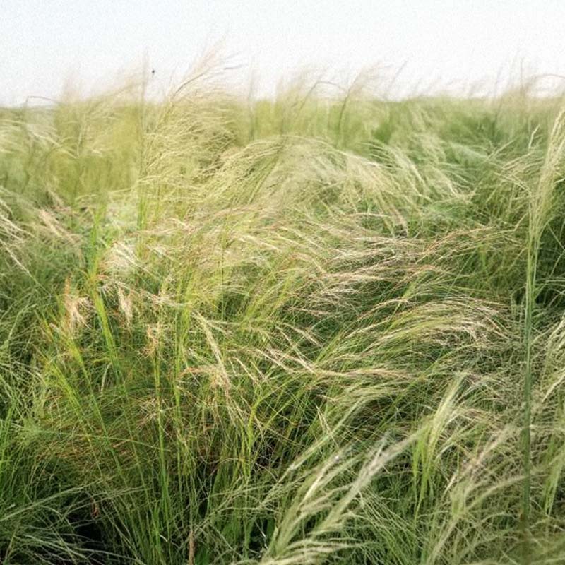 Koristeheinä 'Silky Feathergrass'