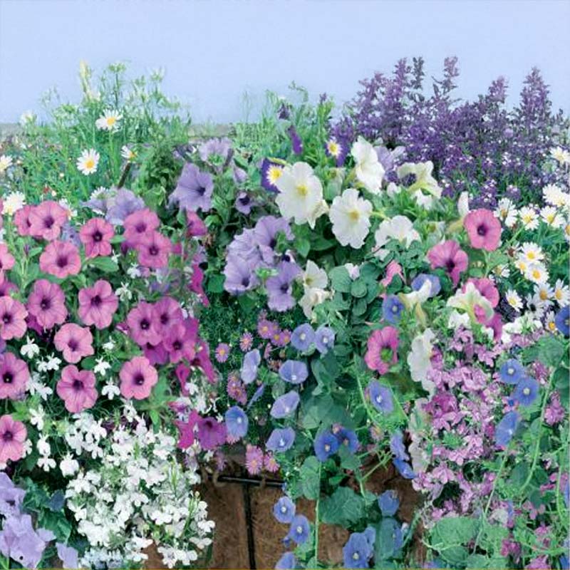 Ruukkusekoitus 'Amsterdam'