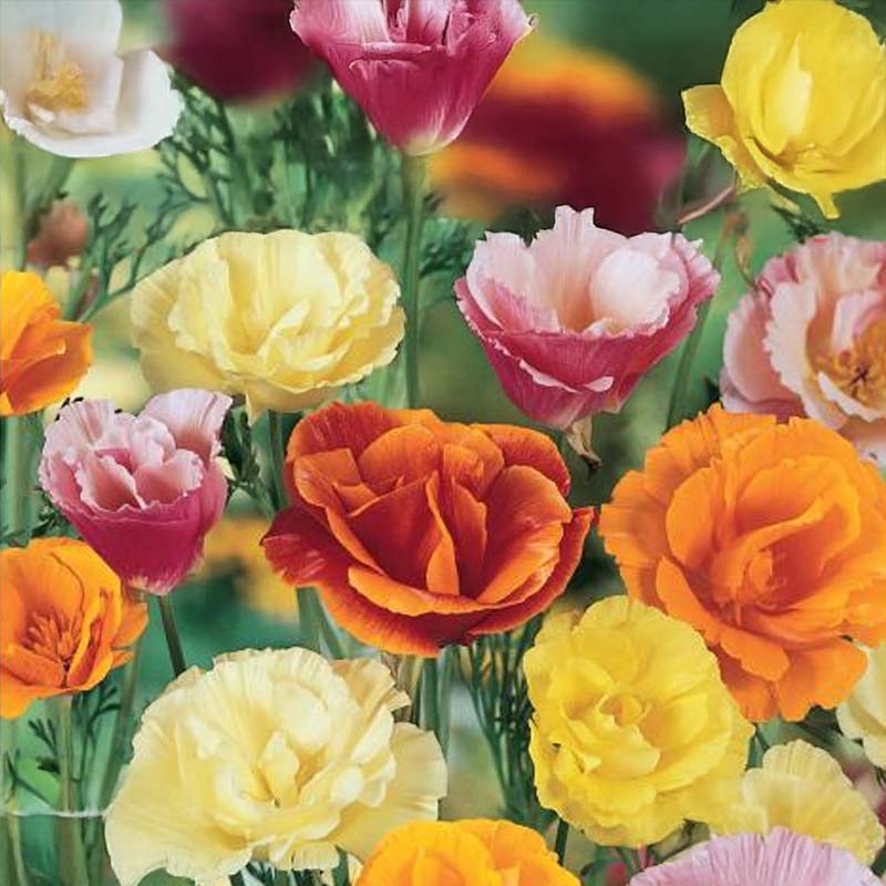 Kaliforniantuliunikko