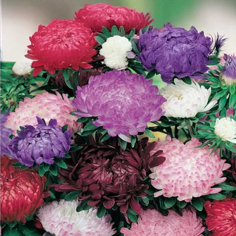 Pioniasteri 'Pink Cascade'