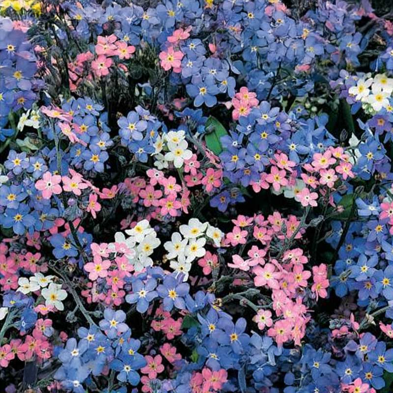 Lemmikki 'Remember 2'