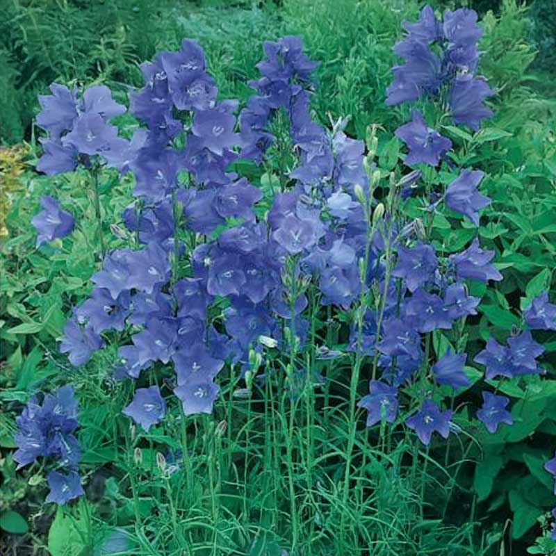 Isokello 'Big Blue Bells'