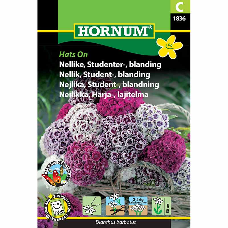 Oppilasneilikka 'Hats On'