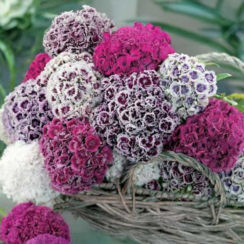 Oppilasneilikka 'Hats On'